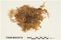 藏品(絹苔科)的圖片